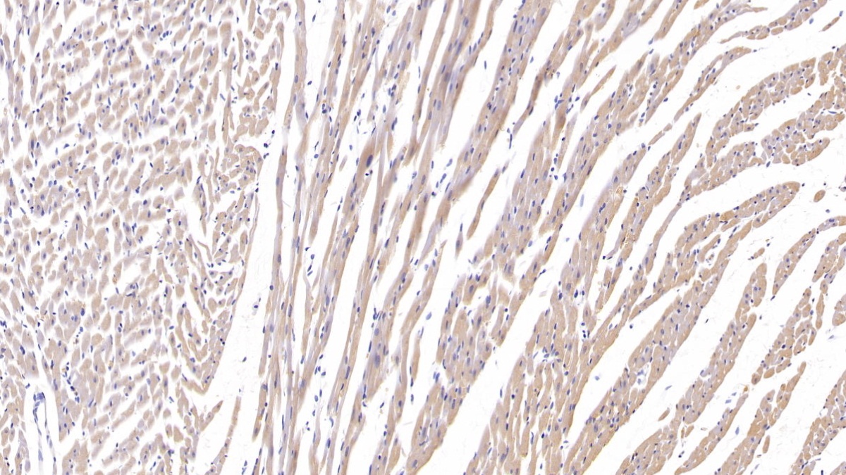 Polyclonal Antibody to R-Spondin 1 (RSPO1)