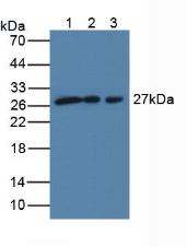 Polyclonal Antibody to SCO Cytochrome Oxidase Deficient Homolog 2 (SCO2)