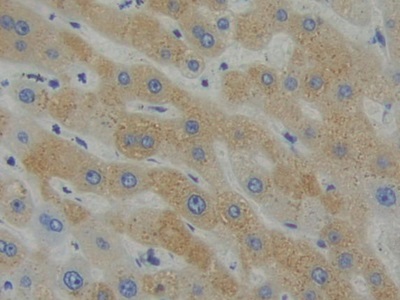 Polyclonal Antibody to Src Homology 2 Domain Containing Adapter Protein B (SHB)