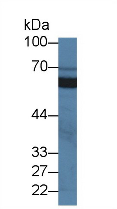 Polyclonal Antibody to Single Ig IL1 Related Receptor (SIGIRR)