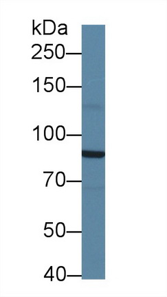 Polyclonal Antibody to Salt Inducible Kinase 2 (SIK2)