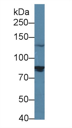 Polyclonal Antibody to Salt Inducible Kinase 2 (SIK2)