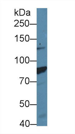 Polyclonal Antibody to Salt Inducible Kinase 2 (SIK2)