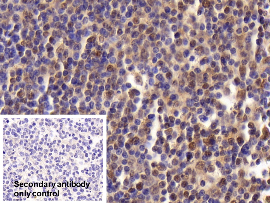 Polyclonal Antibody to Specificity Protein 1 (Sp1)