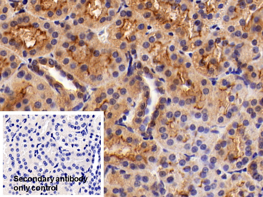 Polyclonal Antibody to Specificity Protein 1 (Sp1)