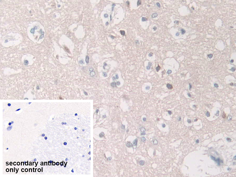 Polyclonal Antibody to SPARC Like Protein 1 (SPARCL1)