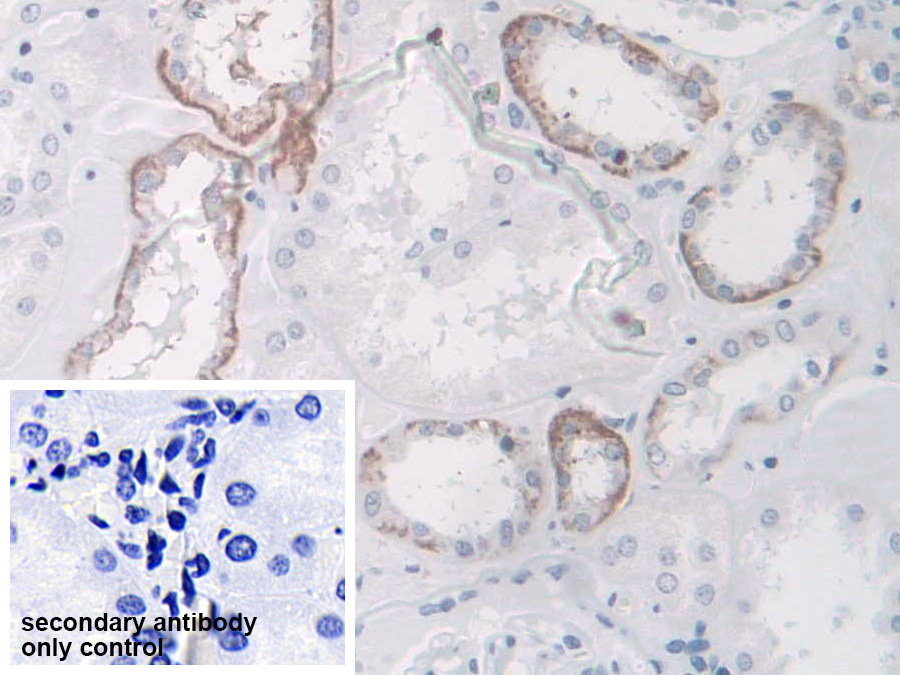 Polyclonal Antibody to SPARC Like Protein 1 (SPARCL1)