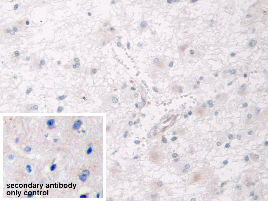 Polyclonal Antibody to SPARC Like Protein 1 (SPARCL1)