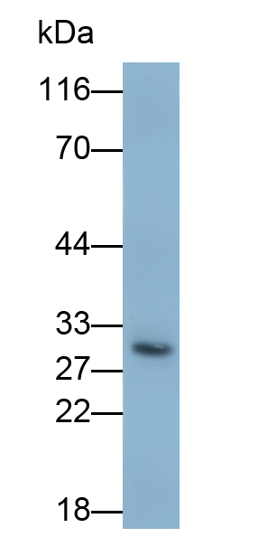 Polyclonal Antibody to Spleen Focus Forming Virus Proviral Integration Oncogene (SPI1)