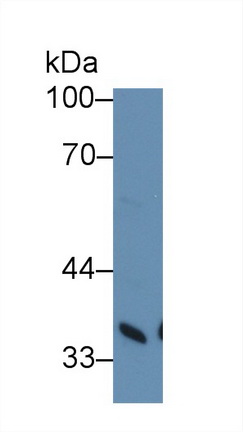 Polyclonal Antibody to Twinfilin 1 (TWF1)