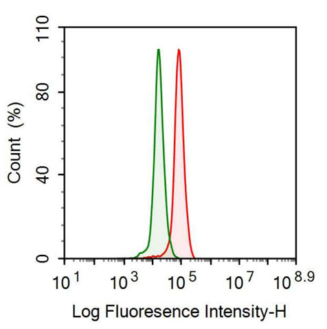 Polyclonal Antibody to Twinfilin 1 (TWF1)