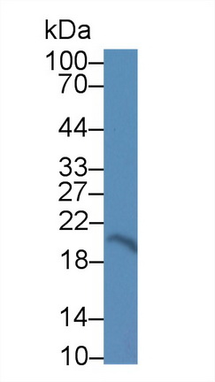 Polyclonal Antibody to Canopy 2 Homolog (CNPY2)