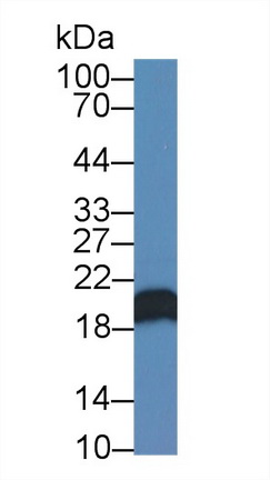 Polyclonal Antibody to Canopy 2 Homolog (CNPY2)