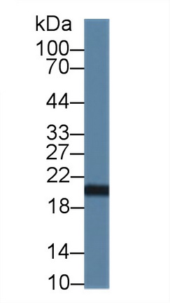 Polyclonal Antibody to Canopy 2 Homolog (CNPY2)