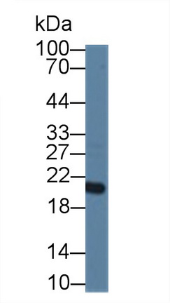 Polyclonal Antibody to Canopy 2 Homolog (CNPY2)