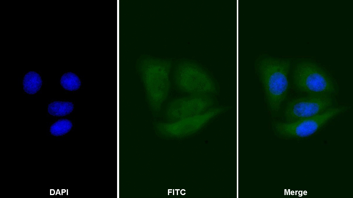 Polyclonal Antibody to Canopy 2 Homolog (CNPY2)