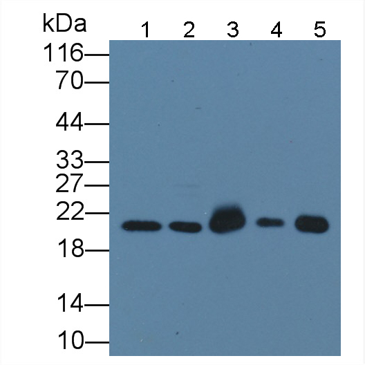 Polyclonal Antibody to Canopy 2 Homolog (CNPY2)