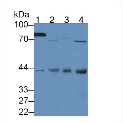 Polyclonal Antibody to HAUS Augmin Like Complex Subunit 7 (HAUS7)