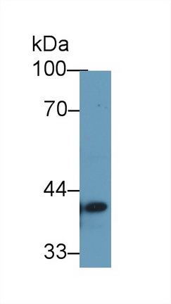 Polyclonal Antibody to Transmembrane Protein 173 (TMEM173)