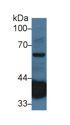 Polyclonal Antibody to Transmembrane Protein 173 (TMEM173)