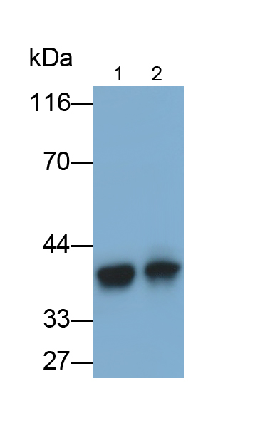 Polyclonal Antibody to Transmembrane Protein 173 (TMEM173)