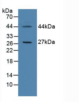 Polyclonal Antibody to Cell Death Inducing DFFA Like Effector C (CIDEC)