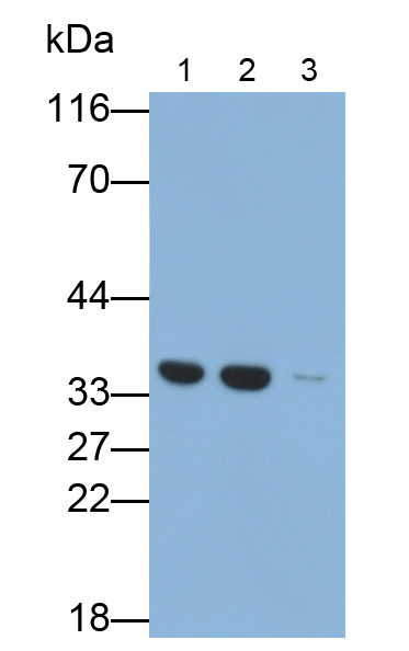 Polyclonal Antibody to BRCA1/BRCA2 Containing Complex Subunit 3 (BRCC3)