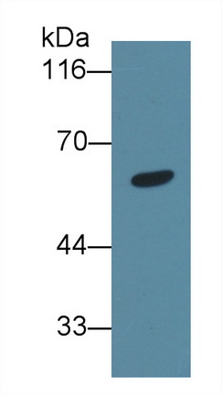 Polyclonal Antibody to Angiopoietin Like Protein 6 (ANGPTL6)