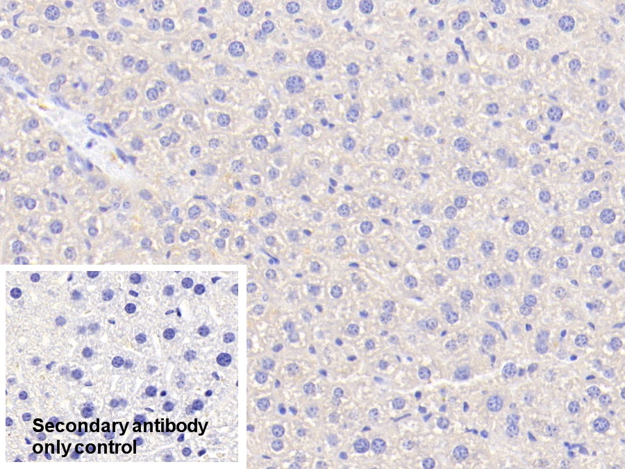 Polyclonal Antibody to Angiopoietin Like Protein 6 (ANGPTL6)