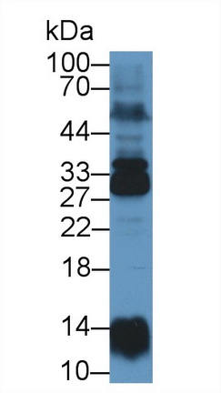 Polyclonal Antibody to Non Metastatic Cells 6, Protein Expressed In (NME6)