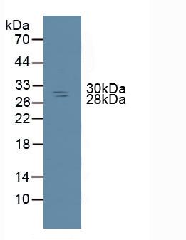 Polyclonal Antibody to Non Metastatic Cells 6, Protein Expressed In (NME6)