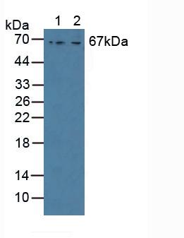 Polyclonal Antibody to GRB2 Associated Binding Protein 3 (GAB3)