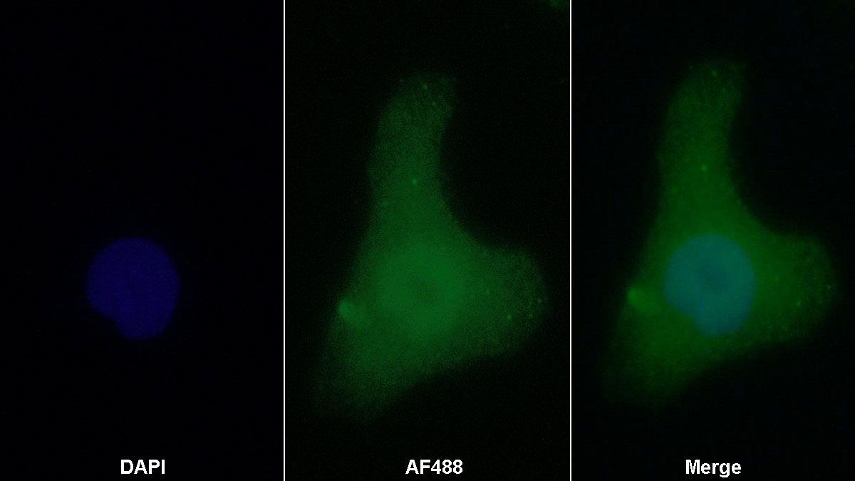 Polyclonal Antibody to Epigen (EPG)