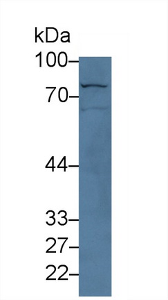 Polyclonal Antibody to Sp140 Nuclear Body Protein (SP140)