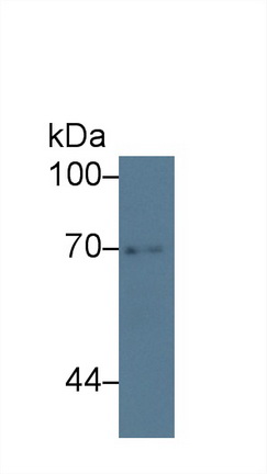 Polyclonal Antibody to Autophagy Related Protein 16 Like Protein 1 (ATG16L1)