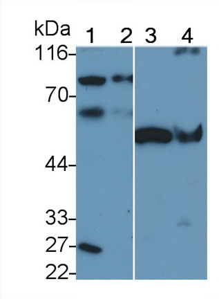 Polyclonal Antibody to Autophagy Related Protein 16 Like Protein 1 (ATG16L1)