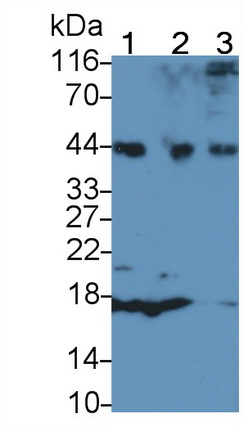 Polyclonal Antibody to Autophagy Related Protein 16 Like Protein 1 (ATG16L1)