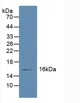 Polyclonal Antibody to Retinol Binding Protein 5, Cellular (RBP5)