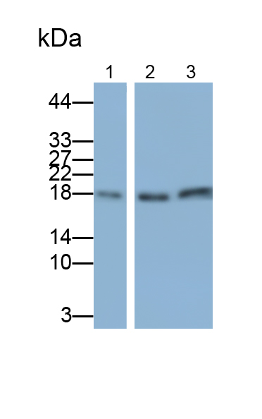 Polyclonal Antibody to Mitochondrial Ribosomal Protein S4 (MRPS4)