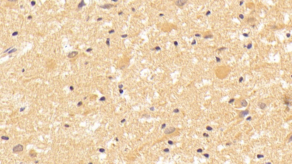 Polyclonal Antibody to Wingless Type MMTV Integration Site Family, Member 7B (WNT7B)