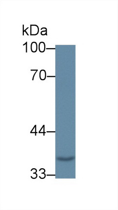 Polyclonal Antibody to Wingless Type MMTV Integration Site Family, Member 5A (WNT5A)