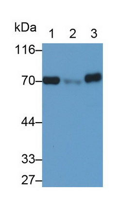 Polyclonal Antibody to Translocase Of Outer Mitochondrial Membrane 70A (TOMM70A)