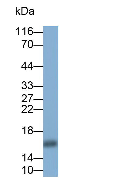 Polyclonal Antibody to Ribosomal Protein L27 (RPL27)