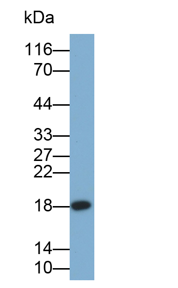 Polyclonal Antibody to Ribosomal Protein L23A (RPL23A)