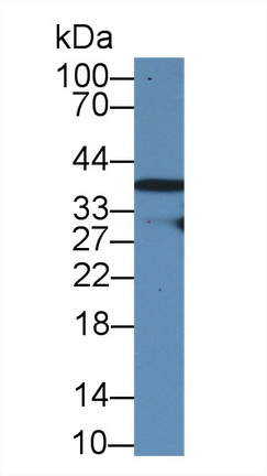 Polyclonal Antibody to RAD51 Homolog (RAD51)