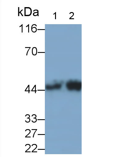 Polyclonal Antibody to Pim-2 Oncogene (PIM2)