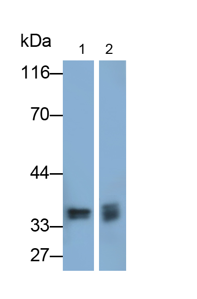 Polyclonal Antibody to Pim-2 Oncogene (PIM2)