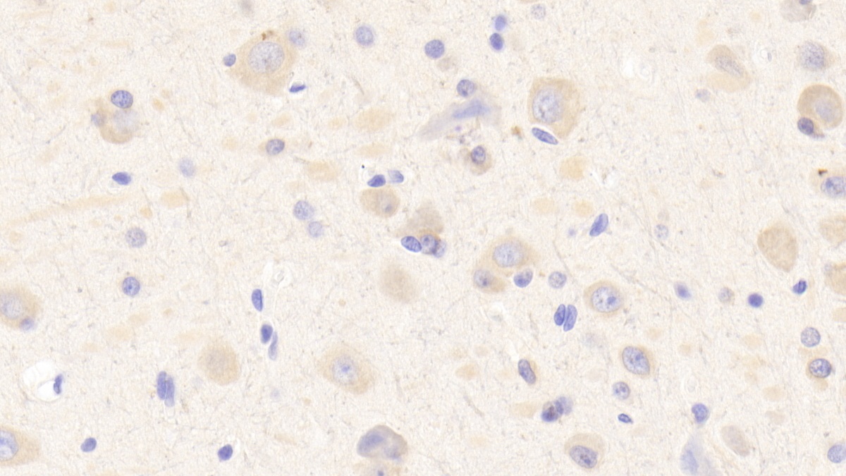 Polyclonal Antibody to Matrix Remodelling Associated Protein 5 (MXRA5)