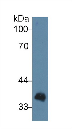 Polyclonal Antibody to LIM And Senescent Cell Antigen Like Domains Protein 1 (LIMS1)