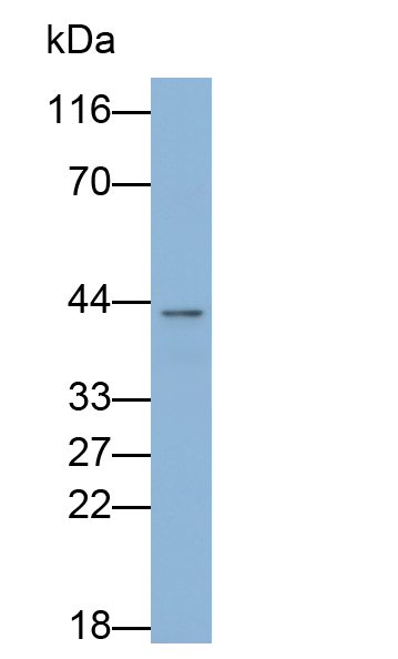 Polyclonal Antibody to Laminin Receptor 1 (LAMR1)